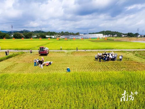 把就業(yè)機會留在農(nóng)村 農(nóng)業(yè)種植的潛力與路徑