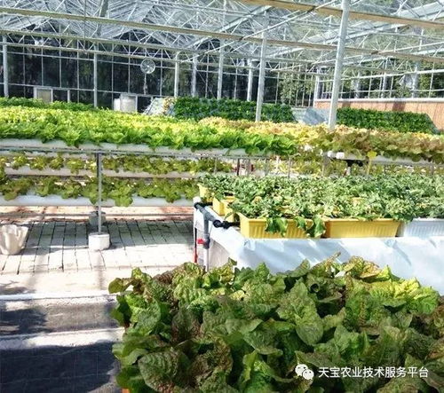 天寶最美果園走進臺州 淡泊農(nóng)業(yè)園無土栽培學習體驗