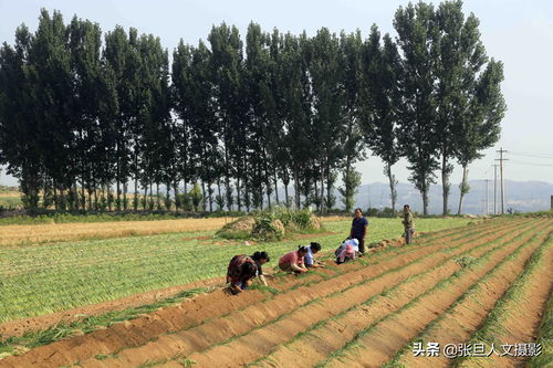 蔥農(nóng)擴大種植面積的機遇與挑戰(zhàn) 理性規(guī)劃與科學培育之道