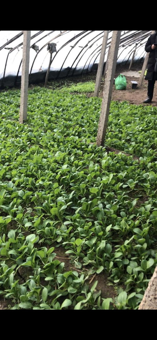 華濱生物百億擴繁，引領(lǐng)農(nóng)業(yè)種植進入強效補菌新時代