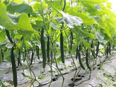 發展種植新型生態農業，他一年就賺了十萬元
