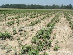 供應適合浙江種植的無花果苗 品種、價格、廠商與種植指導盡在農苗網