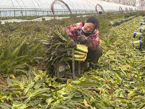 臨沂郯城 紅花鎮萵苣豐收價遇“寒流”，訂單農業巧解農民增收難題