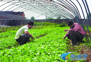 定鼎農業 聚焦農業行情與種養技術，助力農民致富與農企發展