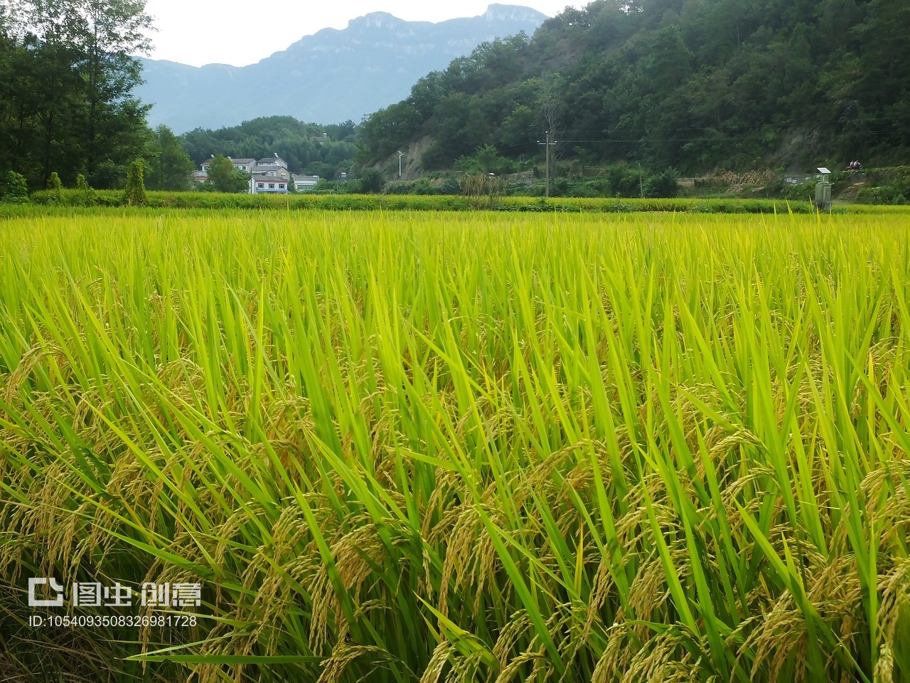 湖北夷陵南埡村 金秋稻浪話豐年，科技興農繪新篇