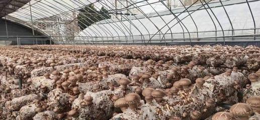 盧氏農產品企業文化調研 以“萬人助萬企”為抓手，助推農業品牌培育新篇章