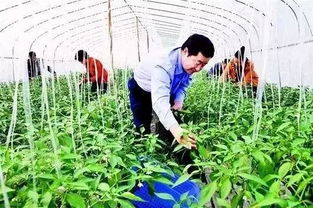 警惕！這6類合作社不僅拿不到補貼，還可能面臨被取締風險
