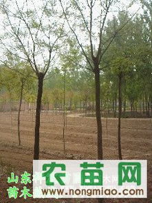 國槐熱銷市場探秘 8-10公分全冠土球國槐價格、廠商與選購指南