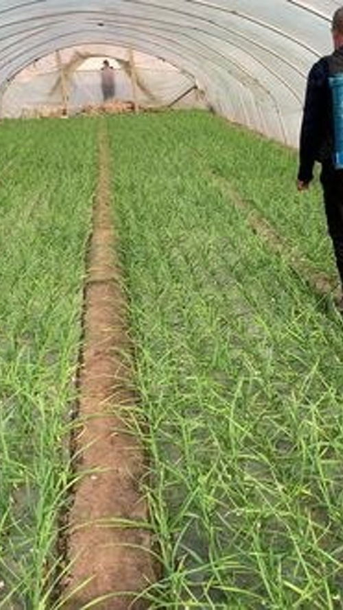 堿性農(nóng)藥與農(nóng)業(yè)種植技術 種地人如何科學選擇與應用