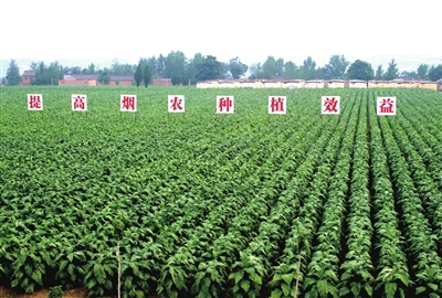 煙草業(yè) 用高質量發(fā)展書寫新時代答卷——農(nóng)業(yè)種植的轉型與擔當