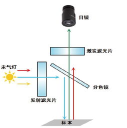 熒光濾光片的工作原理及其關鍵作用
